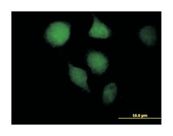8-oxoguanine DNA glycosylase, Mouse, Purified MaxPab Polyclonal Antibody,
