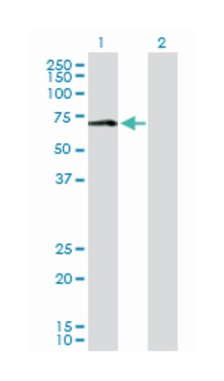 MAOA, Rabbit, Purified MaxPab Polyclonal Antibody, Abnova 100&mu;g; Unlabeled:Antibodies,