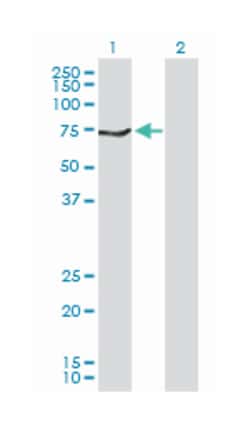 MAOB, Rabbit, Purified MaxPab Polyclonal Antibody, Abnova 100&mu;g; Unlabeled:Antikroppar