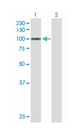 MAP/microtubule affinity-regulating kinase 3, Rabbit, Purified MaxPab Polyclonal