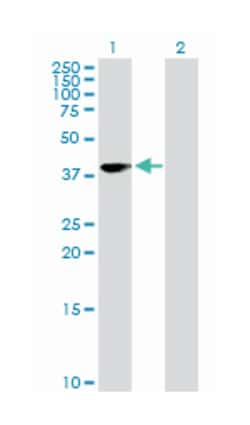 musashi homolog 1 (Drosophila), Rabbit, Purified MaxPab Polyclonal Antibody,