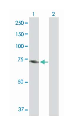 MTHFR, Mouse, Purified MaxPab Polyclonal Antibody, Abnova 50&mu;g; Unlabeled:Antibodies,