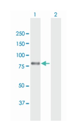 v-myb myeloblastosis viral oncogene homolog (avian), Mouse, Purified MaxPab