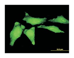 Y box binding protein 1, Mouse, Clone: 4C7, Abnova 100&mu;g; Unlabeled:Antibodies,