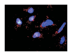 occludin, Rabbit, Purified MaxPab Polyclonal Antibody, Abnova 100&mu;g;