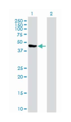 proliferation-associated 2G4, Rabbit, Purified MaxPab Polyclonal Antibody,
