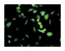 proliferation-associated 2G4, Rabbit, Purified MaxPab Polyclonal Antibody,