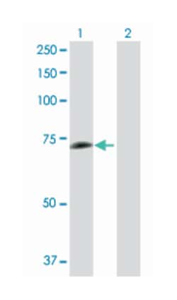 phosphoenolpyruvate carboxykinase 1 (soluble), Rabbit, Purified MaxPab