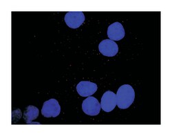 platelet-derived growth factor alpha polypeptide, Rabbit, Purified MaxPab