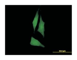 PTK6 protein tyrosine kinase 6, Mouse, Purified MaxPab Polyclonal Antibody,