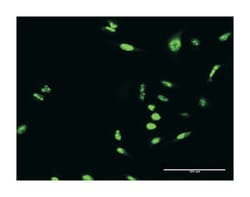 sex comb on midleg-like 1 (Drosophila), Rabbit, Purified MaxPab Polyclonal