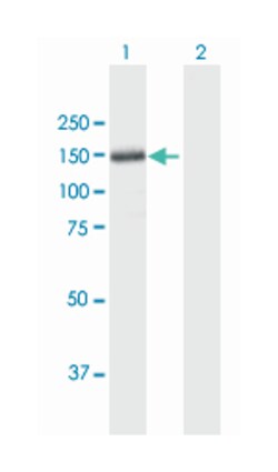 thrombospondin 4, Mouse, Purified MaxPab Polyclonal Antibody, Abnova 50&mu;g;