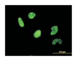 upstream transcription factor 2, c-fos interacting, Mouse, Clone: 5F2,
