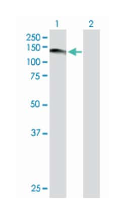 ubiquitin specific peptidase 1, Mouse, Purified MaxPab Polyclonal Antibody,