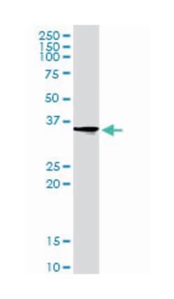 pirin (iron-binding nuclear protein), Rabbit, Purified MaxPab Polyclonal
