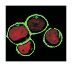 LAT2, Mouse, Clone: NAP-07, Abnova 100&mu;g; Unlabeled:Antibodies, Monoclonal