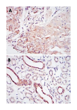 PODXL, Mouse, Clone: 5F5, Abnova 100&mu;L; Unlabeled:Antibodies, Monoclonal