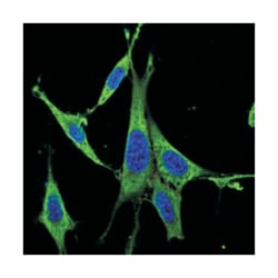 MAPK3, Mouse, Clone: 1E5, Abnova 100&mu;L; Unlabeled:Antibodies, Monoclonal