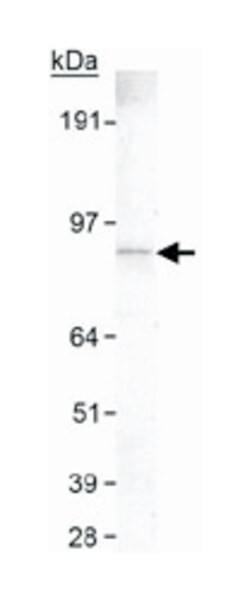 SLC9A8, Mouse, Clone: 7A11, Abnova 100&mu;L; Unlabeled:Antibodies, Monoclonal