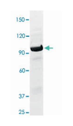 STAT1 (phospho Y701), Rabbit anti-Human, Mouse, Rat, Polyclonal Antibody,