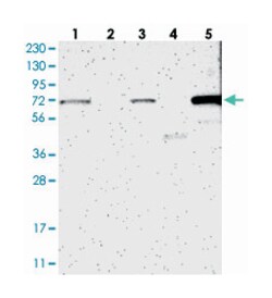 HSPA12A, Rabbit, Polyclonal Antibody, Abnova 100 &mu;L | Buy Online | Abnova Corporation | Fisher Scientific