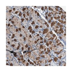 TMEM30A, Rabbit, Polyclonal Antibody, Abnova 100&mu;L; Unlabeled:Antibodies,