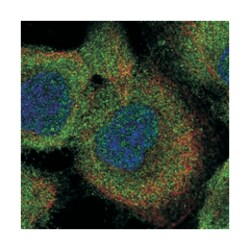 LRRC16A Rabbit anti-Human, Polyclonal Antibody, Abnova 100&mu;L; Unlabeled:Antibodies,