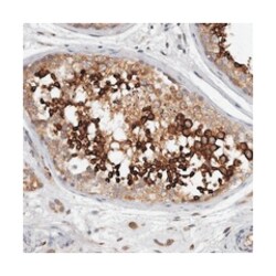 C7orf43 Rabbit anti-Human, Polyclonal Antibody, Abnova 100 &mu;L | Buy Online | Abnova Corporation | Fisher Scientific
