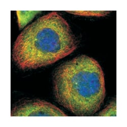 DYNC1LI1, Rabbit, Polyclonal Antibody, Abnova 100 &mu;L | Buy Online | Abnova Corporation | Fisher Scientific