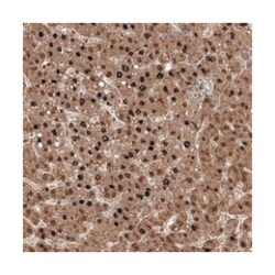 ZBBX, Rabbit, Polyclonal Antibody, Abnova 100 &mu;L | Buy Online | Abnova Corporation | Fisher Scientific