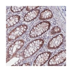 FAM131A, Rabbit, Polyclonal Antibody, Abnova 100&mu;L; Unlabeled:Antibodies,