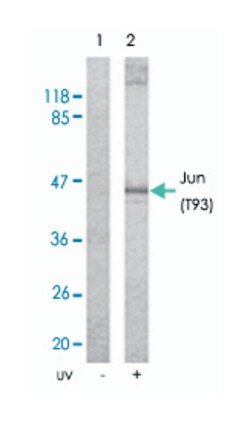JUN (phospho T93), Rabbit anti-Human, Mouse, Rat, Polyclonal Antibody,