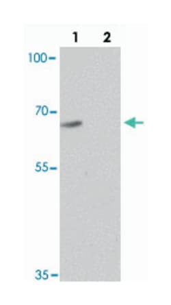 GRIP1, Rabbit, Polyclonal Antibody, Abnova 100&mu;g; Unlabeled:Antibodies,