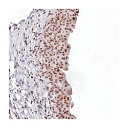 FAM217B, Rabbit, Polyclonal Antibody, Abnova 100 &mu;L | Buy Online | Abnova Corporation | Fisher Scientific