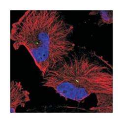 FAM82B, Rabbit, Polyclonal Antibody, Abnova 100 &mu;L | Buy Online | Abnova Corporation | Fisher Scientific