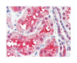 SLC44A2 Rabbit anti-Human, Polyclonal Antibody, Abnova 50&mu;g; Unlabeled:Antibodies,