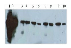 PTPN6, Mouse, Clone: PTY10, Abnova 500 &mu;g | Buy Online | Abnova | Fisher Scientific