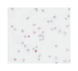 SCUBE2 Rabbit anti-Human, Rat, Polyclonal Antibody, Abnova 100&mu;g; Unlabeled:Antibodies,