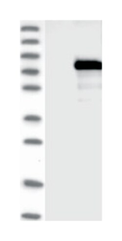 ZBTB2 Rabbit anti-Human, Polyclonal Antibody, Abnova 100 &mu;L | Buy Online | Abnova Corporation | Fisher Scientific