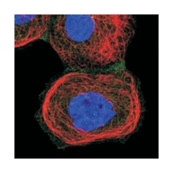 ARL4C, Rabbit, Polyclonal Antibody, Abnova 100&mu;L; Unlabeled:Antibodies,