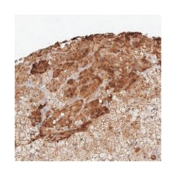 FAM54A Rabbit anti-Human, Polyclonal Antibody, Abnova 100 &mu;L | Buy Online | Abnova Corporation | Fisher Scientific