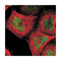 BCLAF1 Rabbit anti-Human, Polyclonal Antibody, Abnova 100&mu;L; Unlabeled:Antibodies,