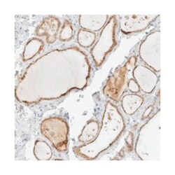NEO1 Rabbit anti-Human, Polyclonal Antibody, Abnova 100 &mu;L | Buy Online | Abnova Corporation | Fisher Scientific