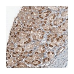 AZI2 Rabbit anti-Human, Polyclonal Antibody, Abnova 100 &mu;L | Buy Online | Abnova Corporation | Fisher Scientific
