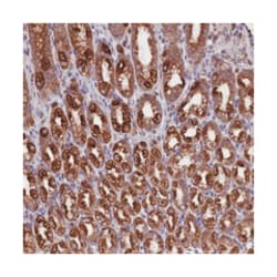 PTPRU, Rabbit, Polyclonal Antibody, Abnova 100&mu;L; Unlabeled:Antibodies,