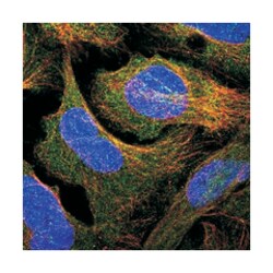 CNTN5 Rabbit anti-Human, Polyclonal Antibody, Abnova 100&mu;L; Unlabeled:Antibodies,