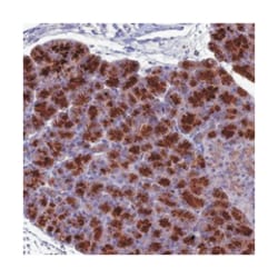 FAM113B, Rabbit, Polyclonal Antibody, Abnova 100 &mu;L | Buy Online | Abnova Corporation | Fisher Scientific