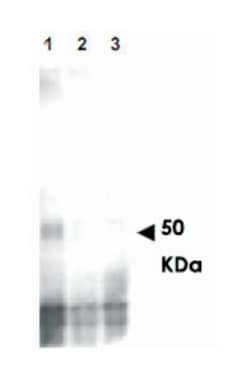 MER2 (phospho S30), Rabbit anti-Yeast, Polyclonal Antibody, Abnova 100&mu;g;