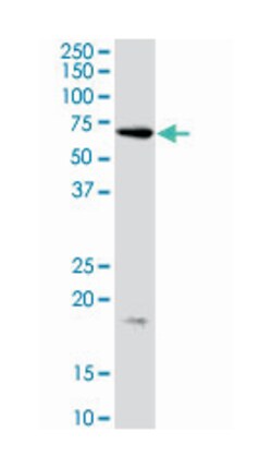 CDC6 (phospho S54), Rabbit anti-Human, Polyclonal Antibody, Abnova 400&mu;L;