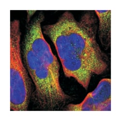 FBLN5 Rabbit anti-Human, Polyclonal Antibody, Abnova 100&mu;L; Unlabeled:Antibodies,